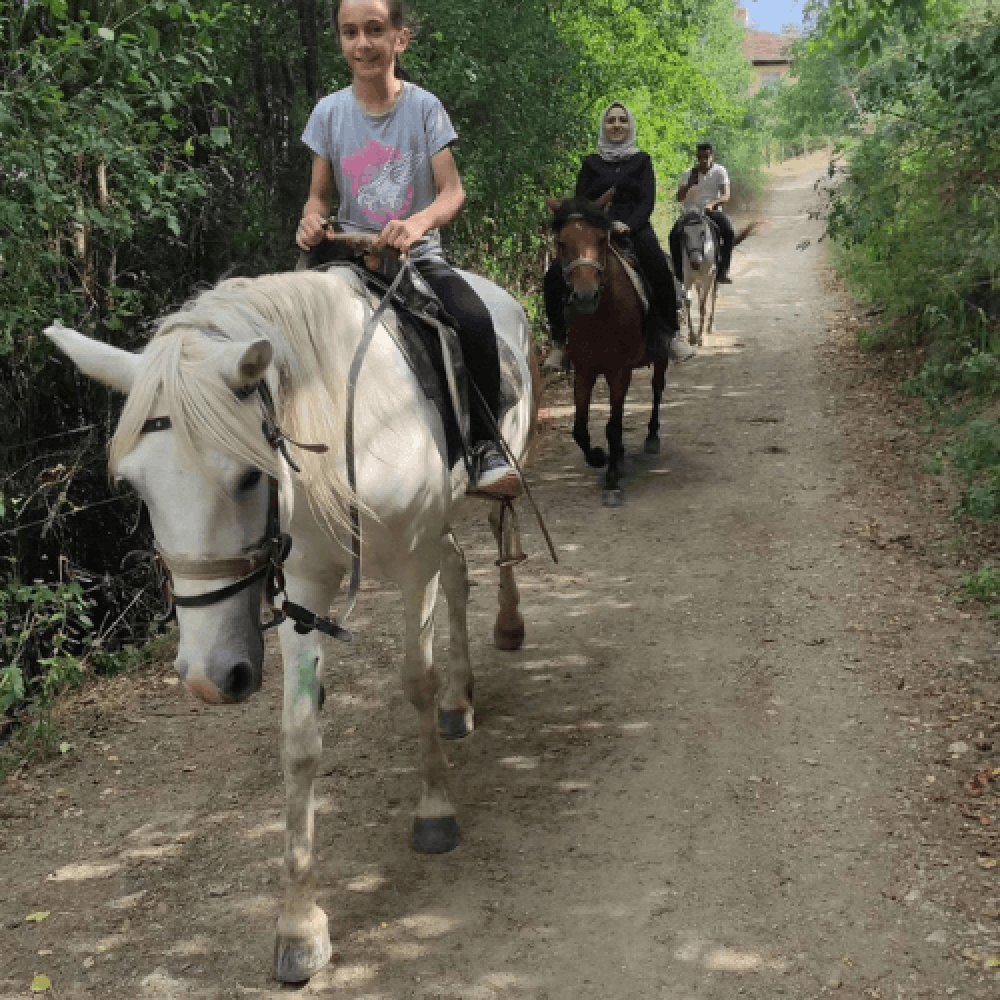 At Çiftliği Kastamonu
