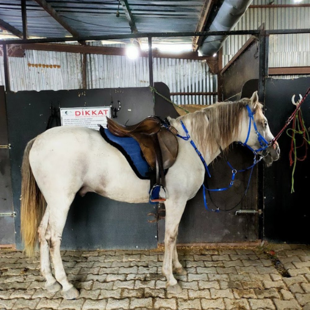 Kartepe At Çiftliği 45 Dakika At Turu