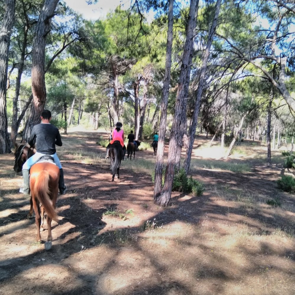 Manavgat At Turu 3 Saat At Safari