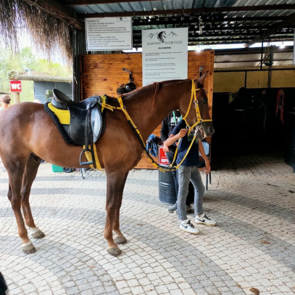Maşukiye At Turu 45 Dakika