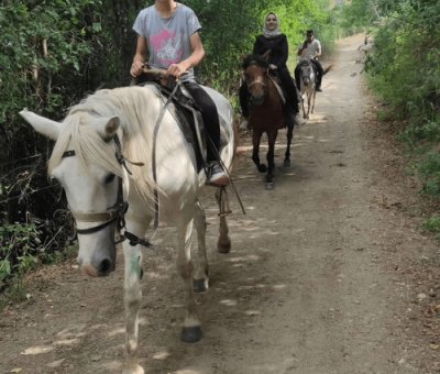 At Çiftliği Kastamonu