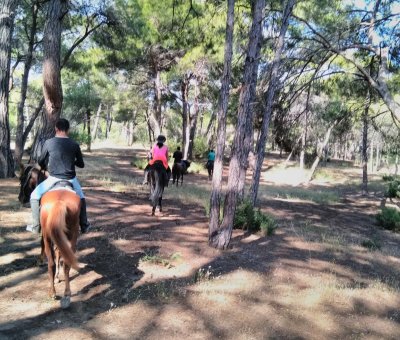 Manavgat At Turu 3 Saat At Safari