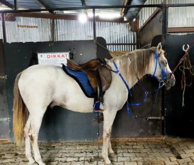 Maşukiye At Turu 45 Dakika