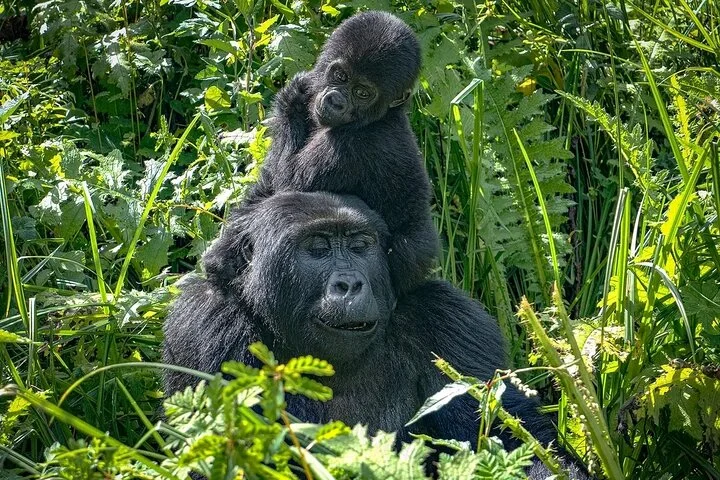 10-Days Uganda Gorillas and Chimpanzee Wildlife Discovery