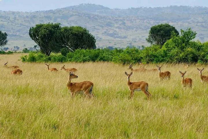 10-Days Uganda Gorillas and Chimpanzee Wildlife Discovery