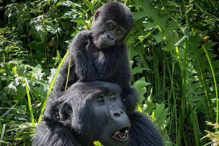 10-Days Uganda Gorillas and Chimpanzee Wildlife Discovery