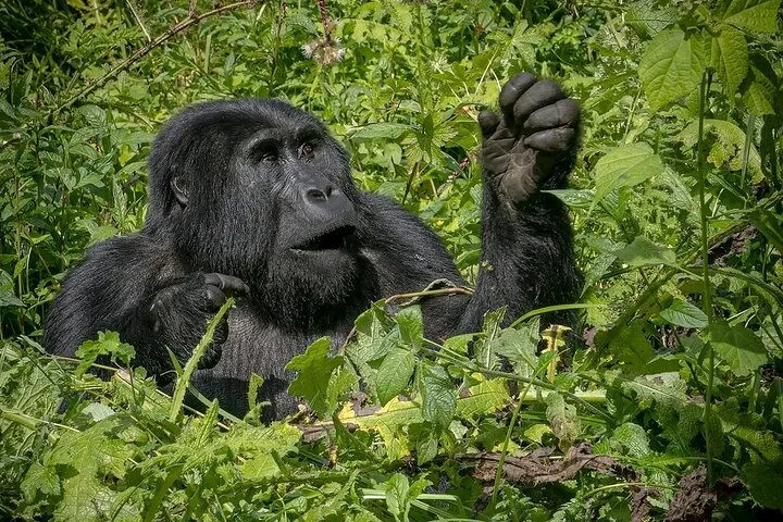 10-Days Uganda Gorillas and Chimpanzee Wildlife Discovery