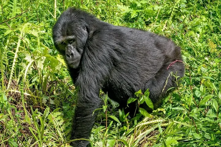 10-Days Uganda Gorillas and Chimpanzee Wildlife Discovery