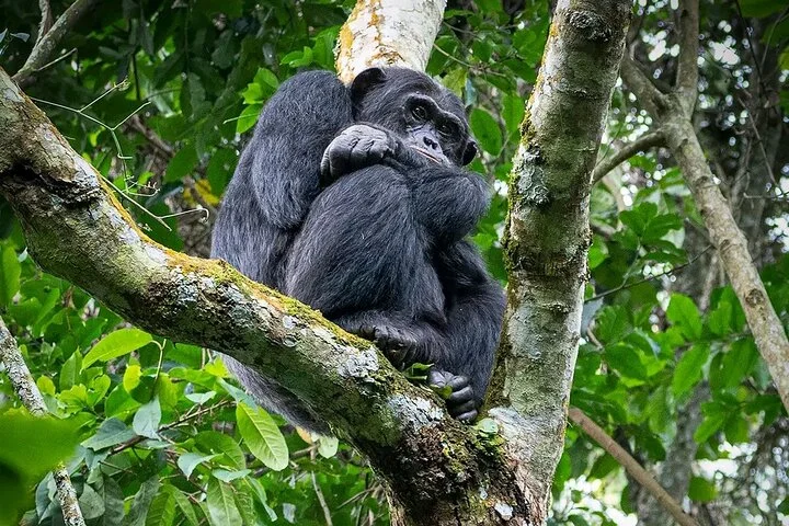 10-Days Uganda Gorillas and Chimpanzee Wildlife Discovery