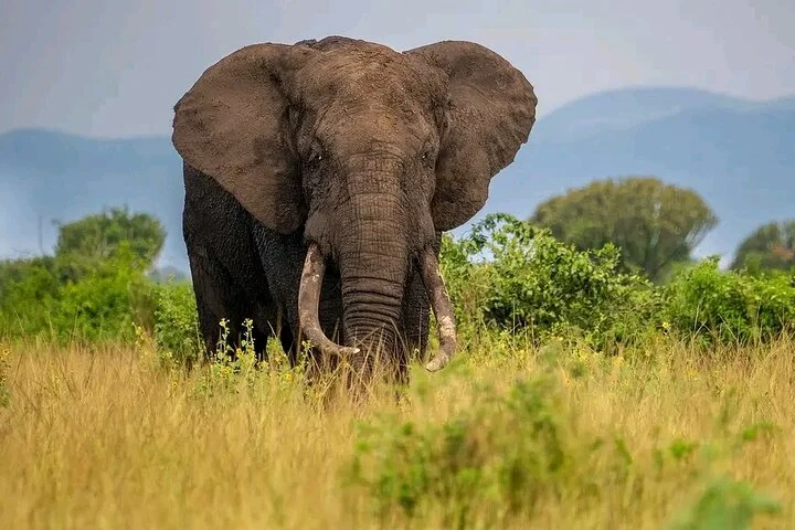 10-Days Uganda Gorillas and Chimpanzee Wildlife Discovery