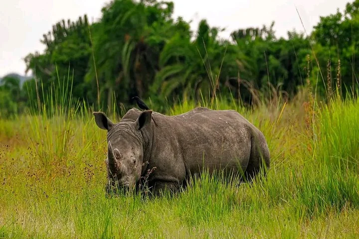 10-Days Uganda Gorillas and Chimpanzee Wildlife Discovery