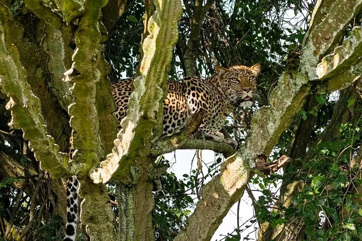 10-Days Uganda Gorillas and Chimpanzee Wildlife Discovery