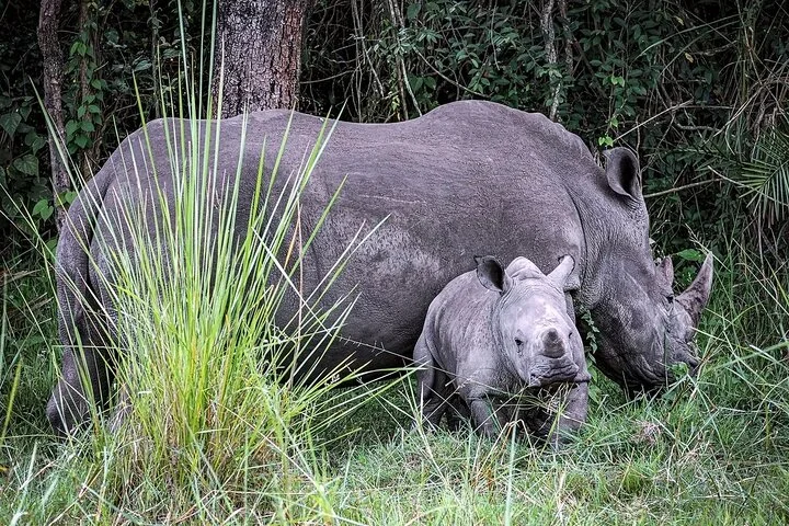 10-Days Uganda Gorillas and Chimpanzee Wildlife Discovery