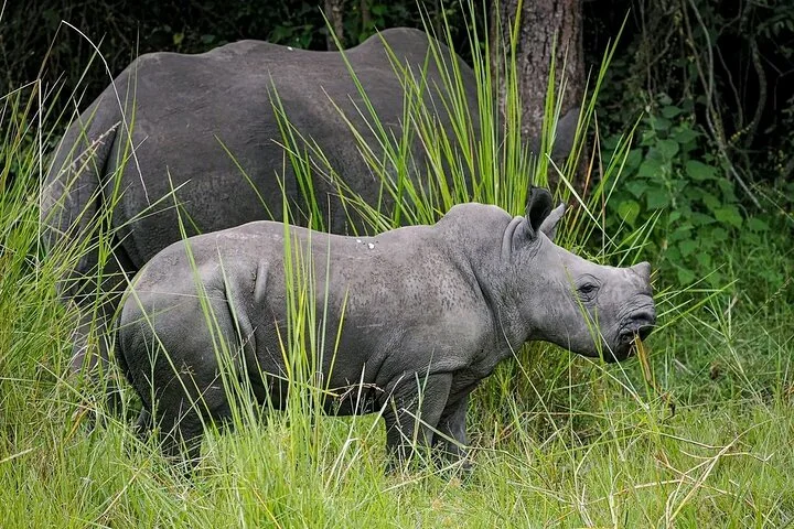 10-Days Uganda Gorillas and Chimpanzee Wildlife Discovery