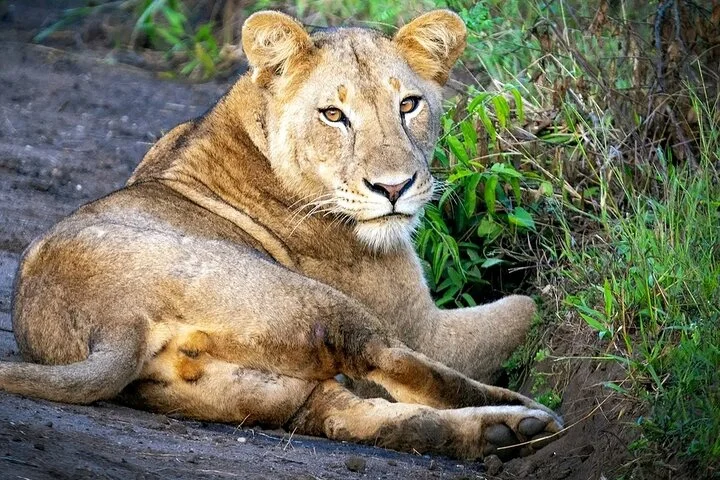 10-Days Uganda Gorillas and Chimpanzee Wildlife Discovery