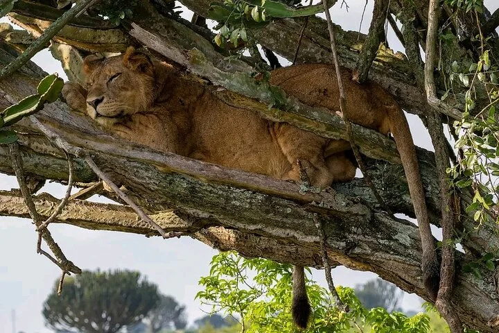 10-Days Uganda Gorillas and Chimpanzee Wildlife Discovery