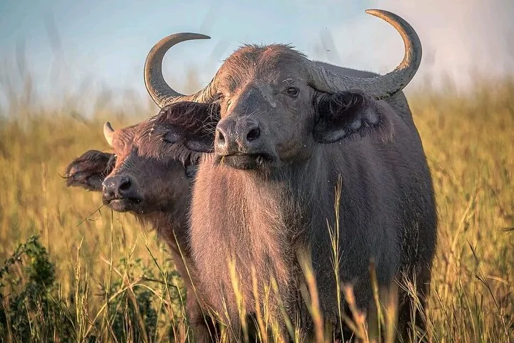 10-Days Uganda Gorillas and Chimpanzee Wildlife Discovery