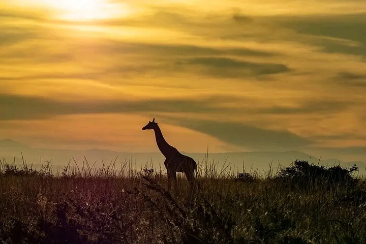 10-Days Uganda Gorillas and Chimpanzee Wildlife Discovery