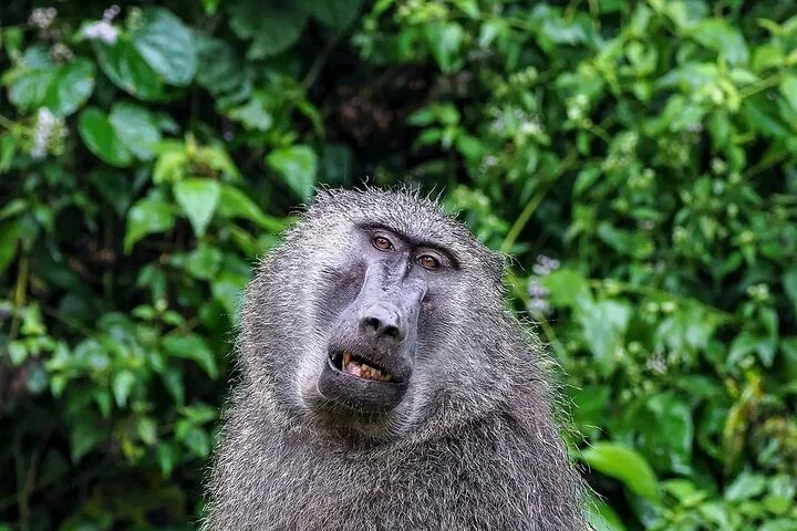 10-Days Uganda Gorillas and Chimpanzee Wildlife Discovery