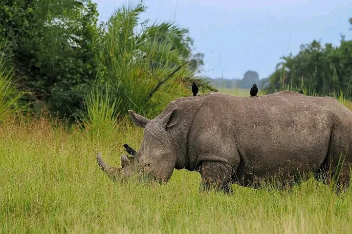 10-Days Uganda Gorillas and Chimpanzee Wildlife Discovery