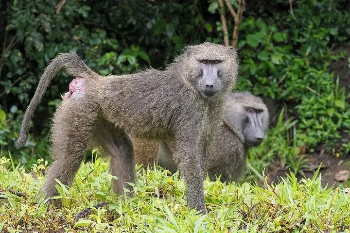 10-Days Uganda Gorillas and Chimpanzee Wildlife Discovery