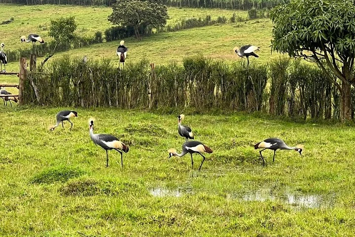 10-Days Uganda Gorillas and Chimpanzee Wildlife Discovery