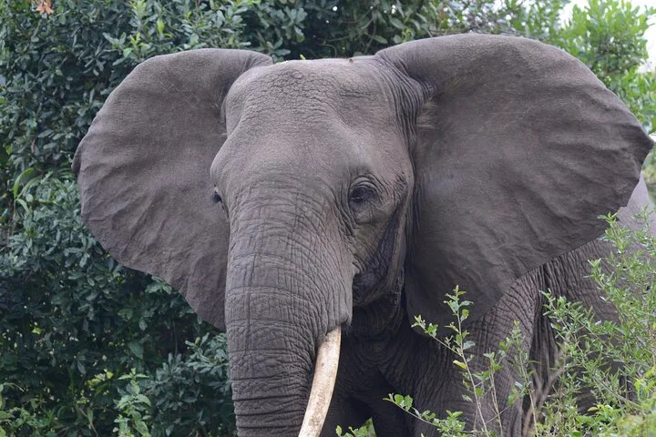 10-Days Uganda Gorillas and Chimpanzee Wildlife Discovery