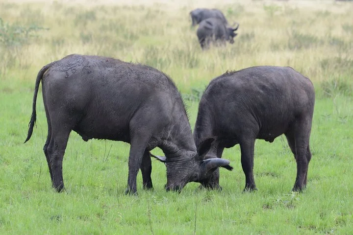 10-Days Uganda Gorillas and Chimpanzee Wildlife Discovery