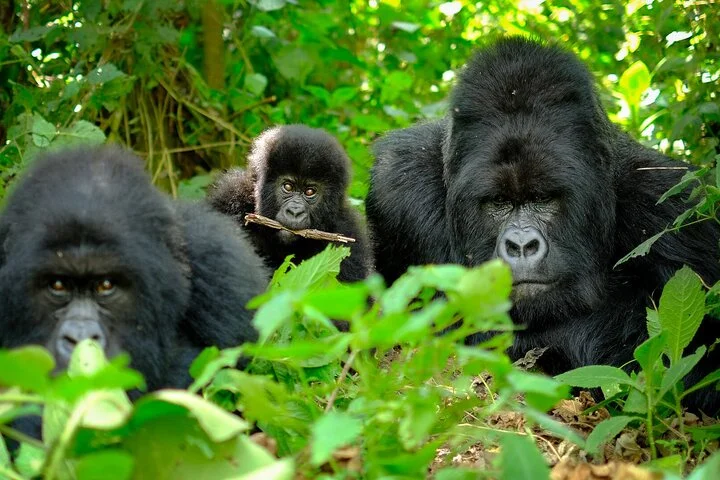 10-Days Uganda Gorillas and Chimpanzee Wildlife Discovery