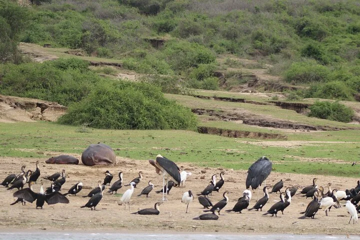 10-Days Uganda Gorillas and Chimpanzee Wildlife Discovery