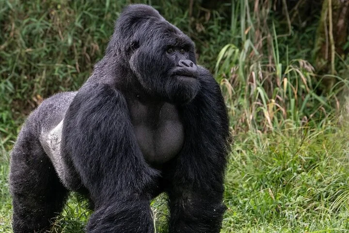 10-Days Uganda Gorillas and Chimpanzee Wildlife Discovery