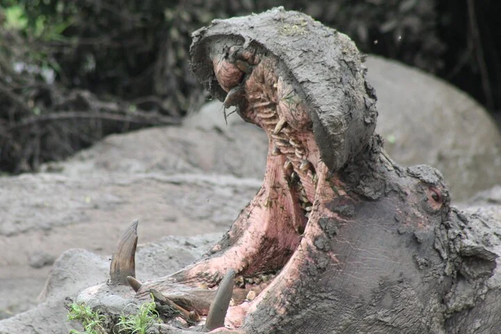 10-Days Uganda Gorillas and Chimpanzee Wildlife Discovery