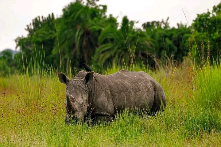 13 Day Uganda Safari with Gorillas, Chimps & Tree climbing lions