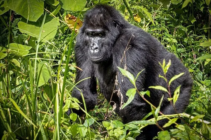 13 Day Uganda Safari with Gorillas, Chimps & Tree climbing lions