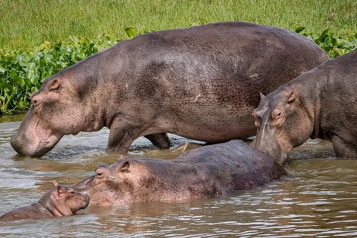 13 Day Uganda Safari with Gorillas, Chimps & Tree climbing lions