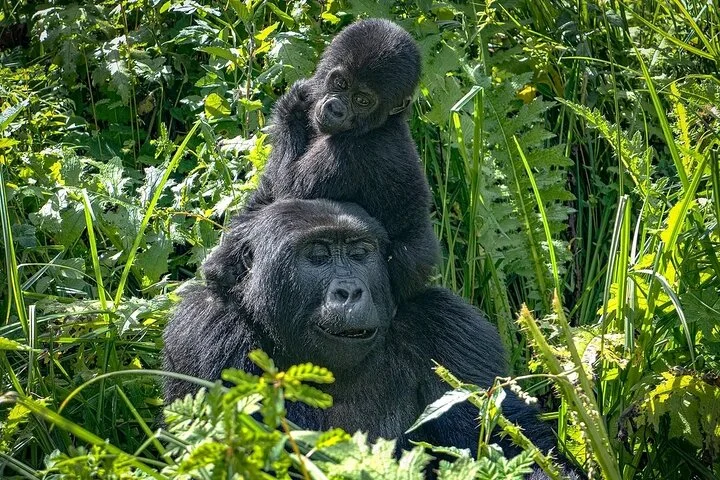 13 Day Uganda Safari with Gorillas, Chimps & Tree climbing lions