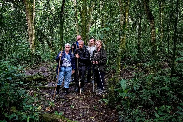 13 Day Uganda Safari with Gorillas, Chimps & Tree climbing lions