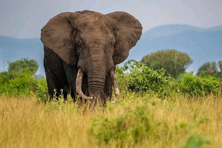 13 Day Uganda Safari with Gorillas, Chimps & Tree climbing lions