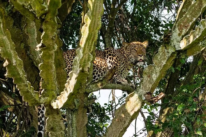 13 Day Uganda Safari with Gorillas, Chimps & Tree climbing lions