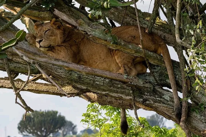 13 Day Uganda Safari with Gorillas, Chimps & Tree climbing lions