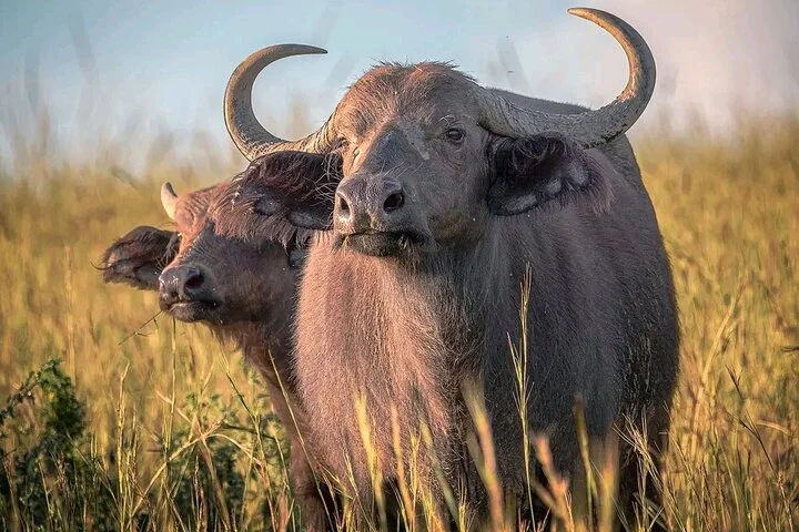 13 Day Uganda Safari with Gorillas, Chimps & Tree climbing lions