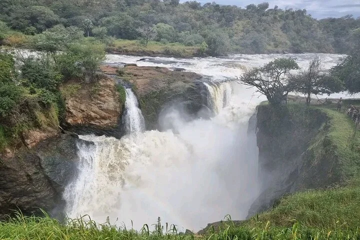 13 Day Uganda Safari with Gorillas, Chimps & Tree climbing lions
