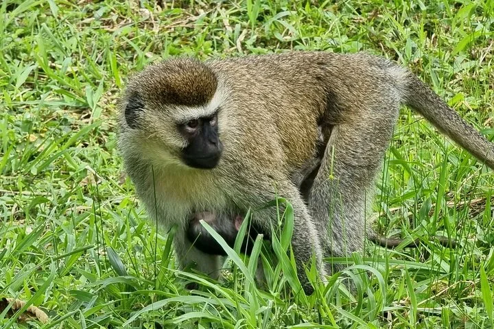 13 Day Uganda Safari with Gorillas, Chimps & Tree climbing lions
