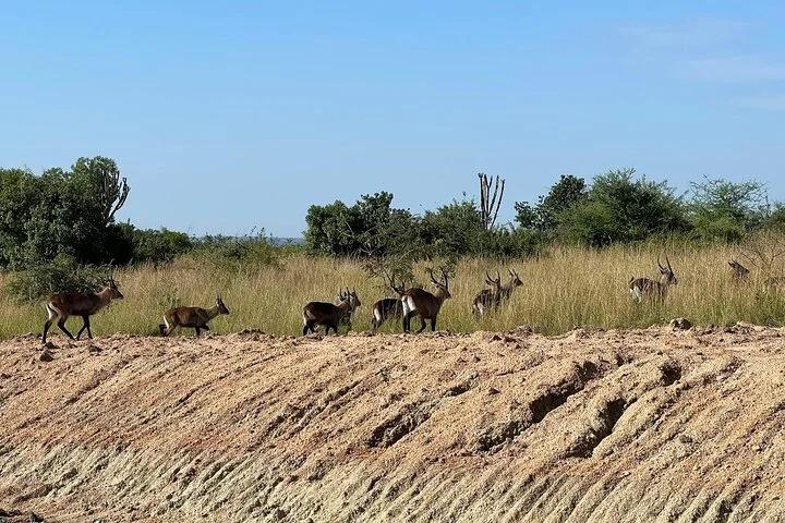 13 Day Uganda Safari with Gorillas, Chimps & Tree climbing lions