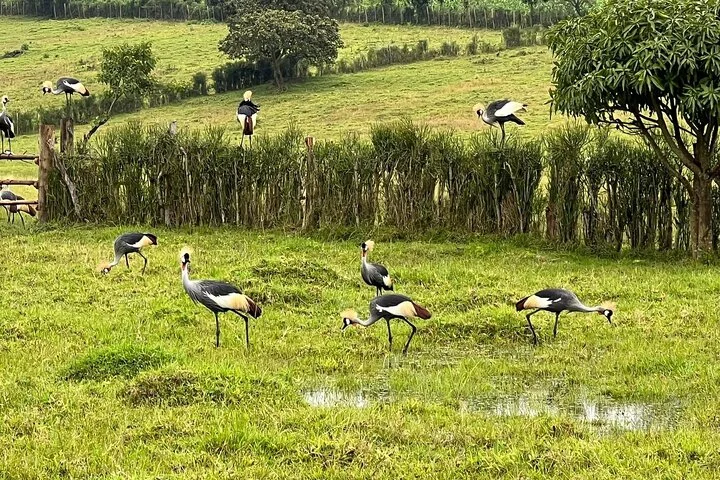 13 Day Uganda Safari with Gorillas, Chimps & Tree climbing lions