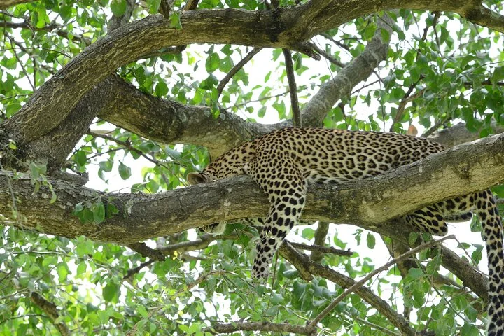 13 Day Uganda Safari with Gorillas, Chimps & Tree climbing lions