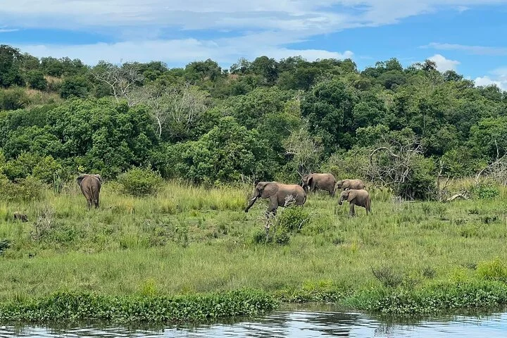 13 Day Uganda Safari with Gorillas, Chimps & Tree climbing lions