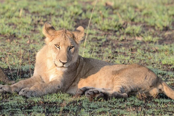 13 Day Uganda Safari with Gorillas, Chimps & Tree climbing lions