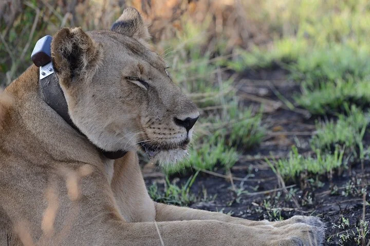 13 Day Uganda Safari with Gorillas, Chimps & Tree climbing lions