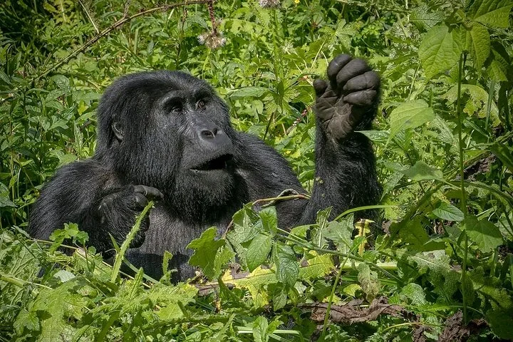 13 Day Uganda Safari with Gorillas, Chimps & Tree climbing lions